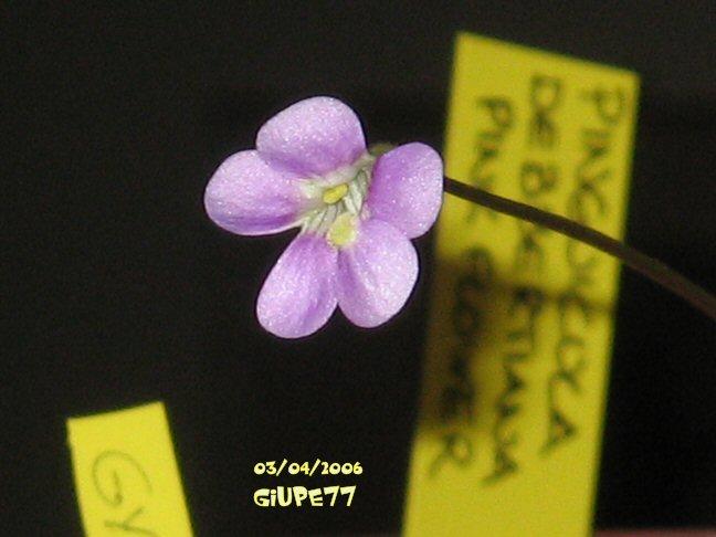 Pinguicula_debbertiana_pink_flower_003 