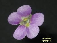 Pinguicula_debbertiana_pink_flower_004