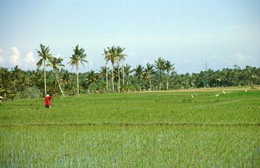 dintorni di Tabanan