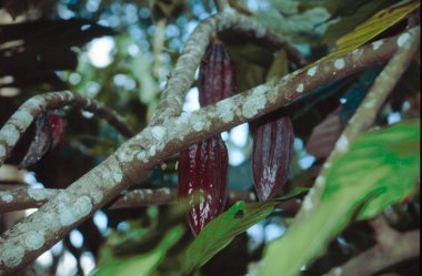 cacao