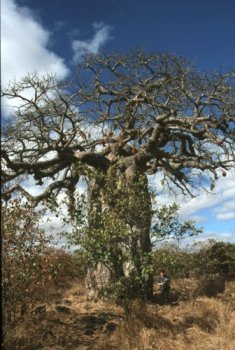 campo di Mopani