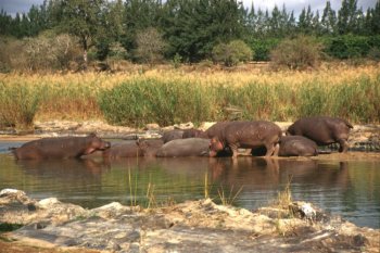 'Hippo pool'