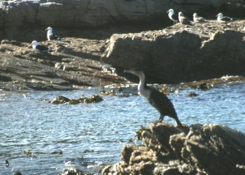 cormorano