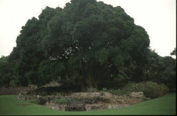 Kirstenbosch botanical gardens 