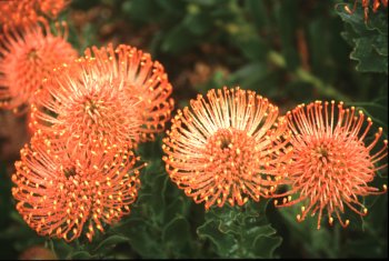 Kirstenbosch botanical gardens - il giardino delle Protee