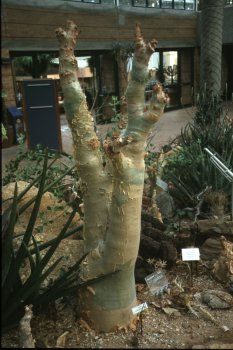 Kirstenbosch botanical gardens - il Conservatory