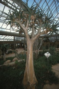 Kirstenbosch botanical gardens - il Conservatory