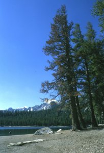 Mammoth Lakes