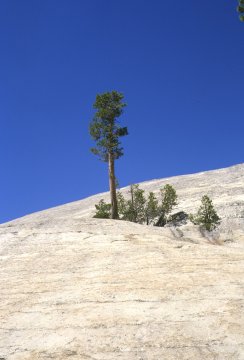 Yosemite National Park