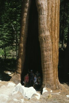 Sequoia National Park