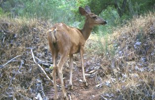 Zion Nationl Park - cervo mulo