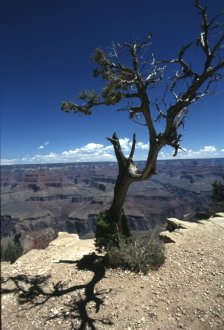 Grand Canyon - South Rim